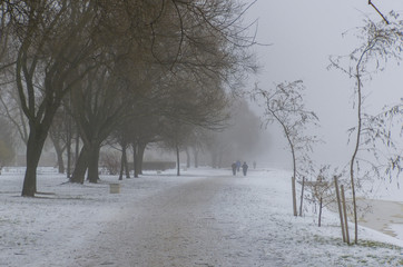 Winter mist in the park