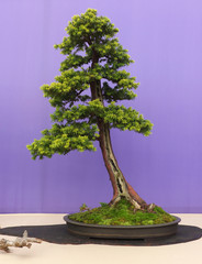 :arge informal upright yew bonsai in an oval pot © Michael