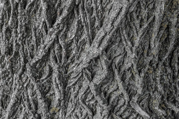 Close up Abstract tree bark background, bark photo, bark background, bark macro, forest tree, tree texture, bark texture. Skin the bark of a tree that traces cracking