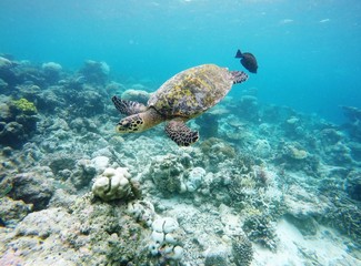 Obraz na płótnie Canvas Turtle floating above the Coral Reef, Maafushivaru, Maldives