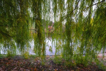 A curtain of leaves. A willow. 