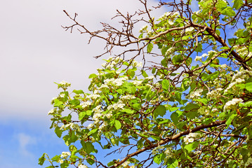 Green plants in a summer garden. Russian nature. Color photo taken at Moscow city public park.