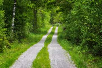 Fototapeta na wymiar Lush dirt road in green forest