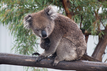 Koala sitting in eucalyptus tree, lifting nail, frontal view with eye contact