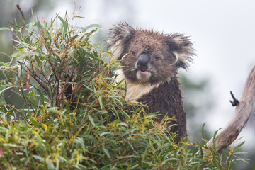Koala in eucalyptus tree sitting, eating, looking at camera