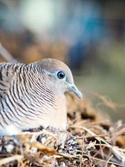 Dove lying in a nest on a tree in the forest.