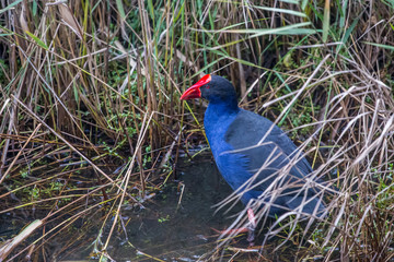 Purple swamp hen (Porphyrio porphyrio) wading in natural wetland
