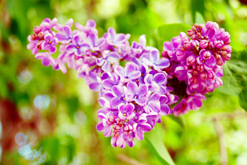 Obraz premium Lilac blooms. A beautiful bunch of lilac closeup. Green branch with spring flowers. Lilac flowers on tree in garden.