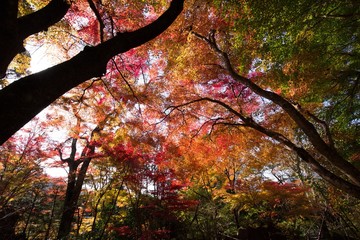 Autumn leaves at Hosen-in, Kyoto, Japan