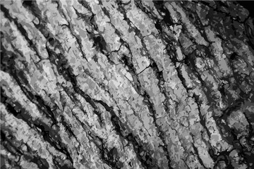 Black and white background with natural tree skin surface.