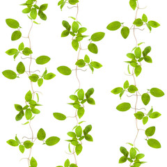 Fototapeta premium green leaves, seamless background