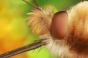 Obraz premium Bujanka większa