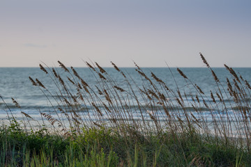 Fototapeta premium Sea Oats Blowing in the Wind