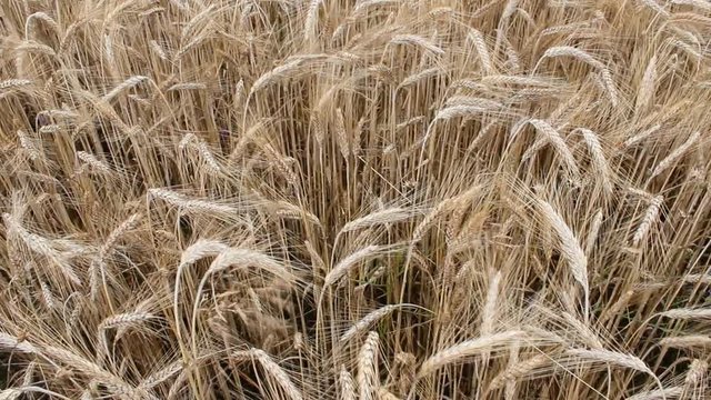 Wheat ears stagger in the wind