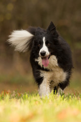 Border Collie
