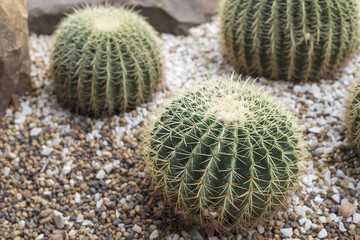 cactus in desert, cactus Nature green background