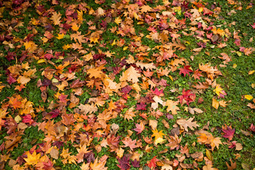 Maple leaves on ground