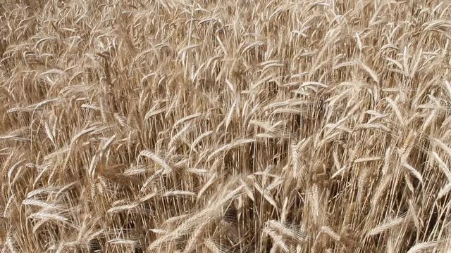 Wheat ears stagger in the wind