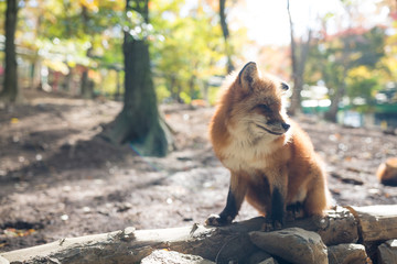 Naklejka premium Cute fox