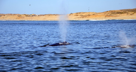 Spray of Humpback Whale in Pacific Ocean at Whalewatching tour in Monterey, California