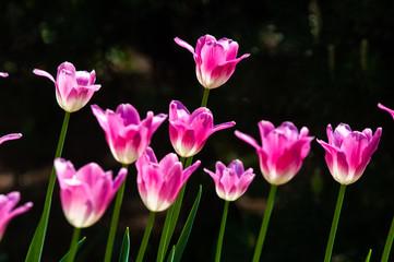 Obraz na płótnie Canvas flowers tulips gently pink color 