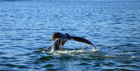 Fluke of Humpback Whale in Pacific Ocean at Whalewatching tour in Monterey, California