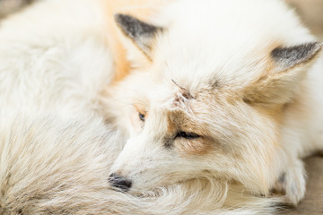 Fox sleeping - Powered by Adobe