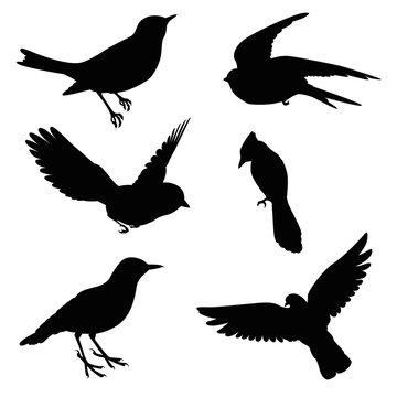 bird silhouette set