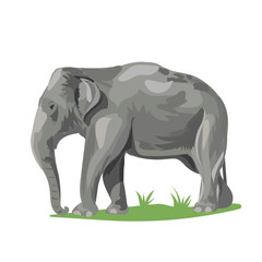 elephant at the grass