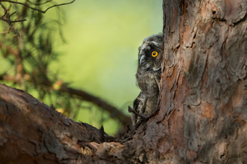 Juvinile Long-eared owl in pine tree