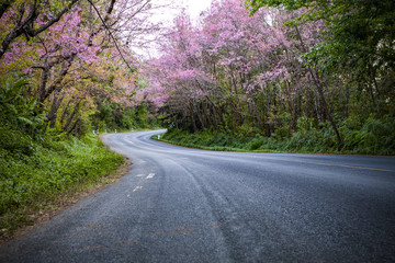 pink cherry blossom flowers  blooming in winter season chiangmai