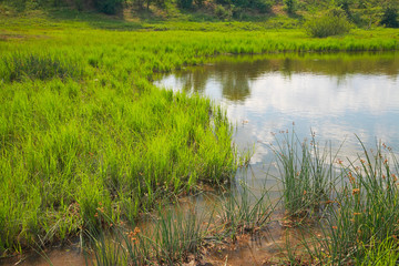 Reeds in the water