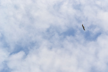 Blue sky background with clouds and a lone seagull.