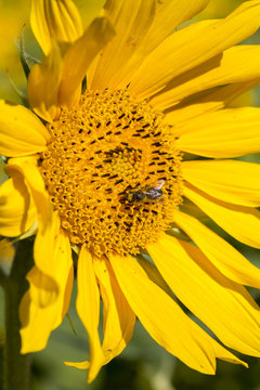 Honeybee collects pollen from sunflower. 
