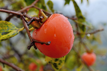 Ripe persimmon in autumn