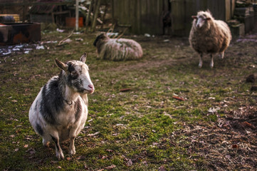 Koza w zagrodzie w towarzystwie owiec