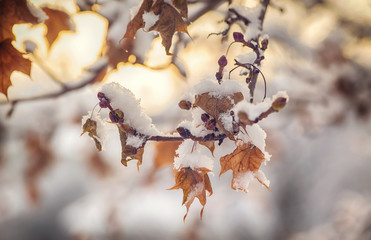 Close up of snow covered branches