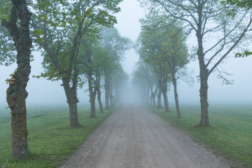 allée in misty morning