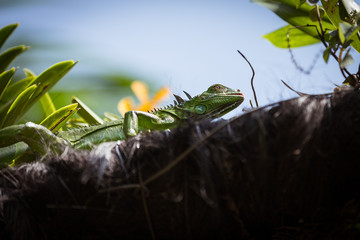Sunbathing Lizard