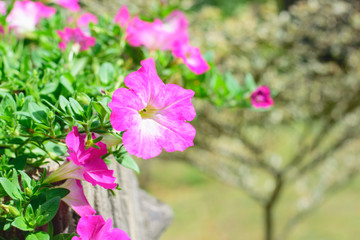  petunia flowers in the garden