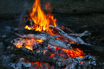 Wild Fireplace