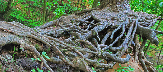 tree roots