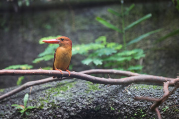 The brown-winged kingfisher