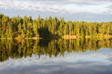 coniferous forest on the shore