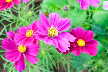  Cosmos flowers Garden