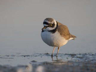 Little ringed plover