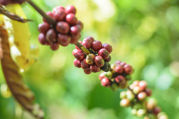  Red Coffee beans on a branch of coffee tree.
