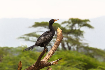 Portrait of cormorant. Baringo lake, Kenya