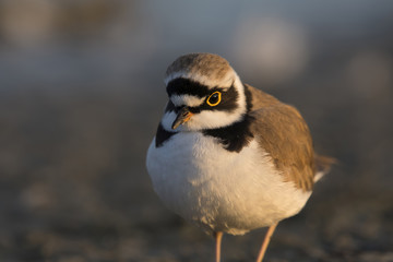 Little-ringed Plover, Charadrius dubius