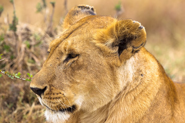 Head of lioness. Very beautiful lioness. Serengeti, Africa